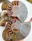 Blue Ammonite Fossil Pair