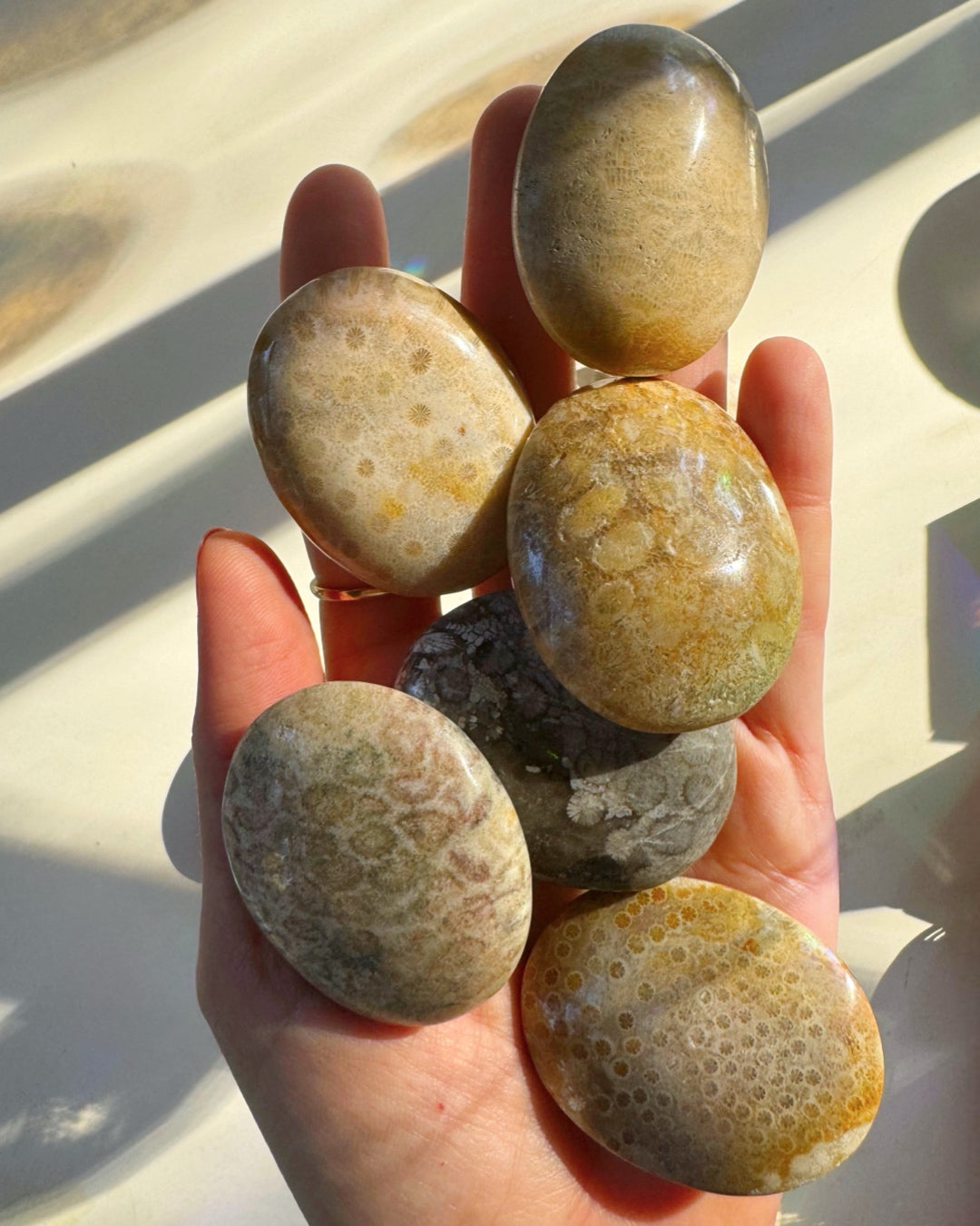 Fossil Coral Agate Palm Stones