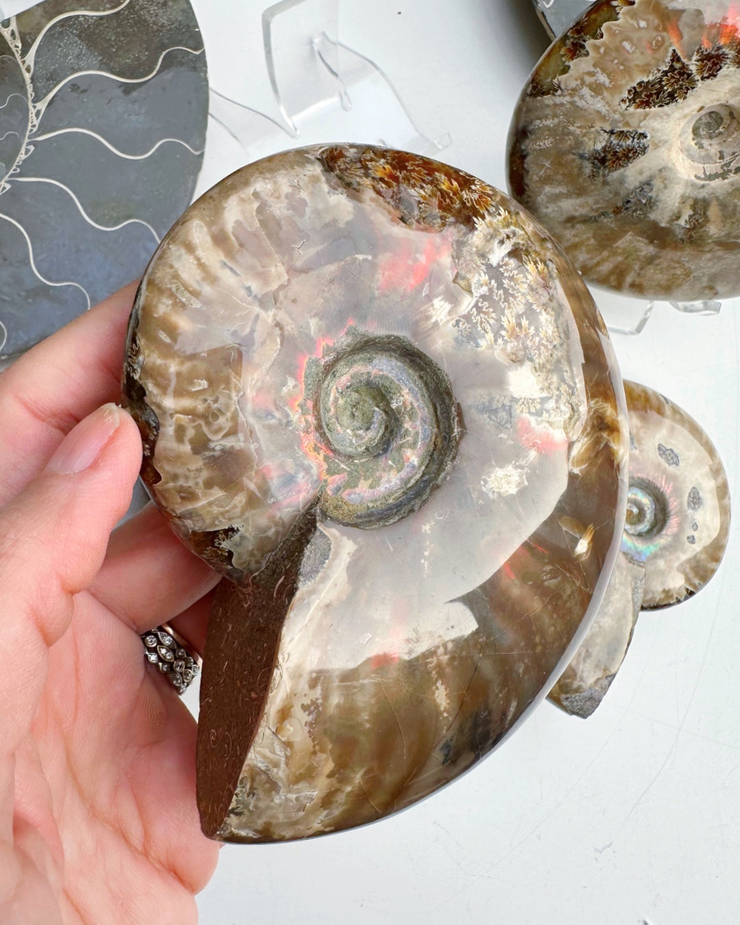 Red Ammonite Fossil - Baltic Mermaid