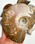 Red Ammonite Fossil