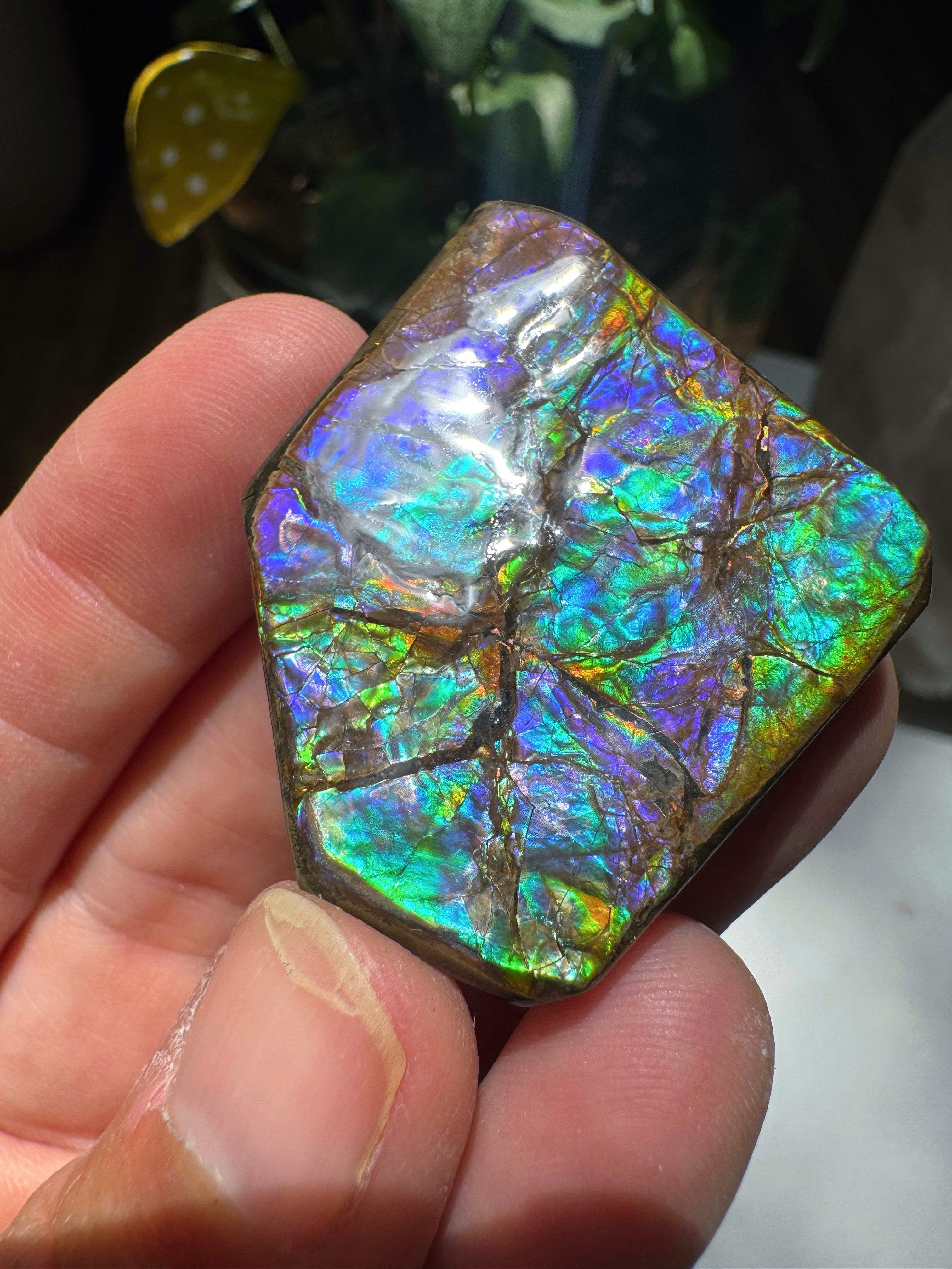 Ammolite Gemstone Hand Specimen Baltic Mermaid
