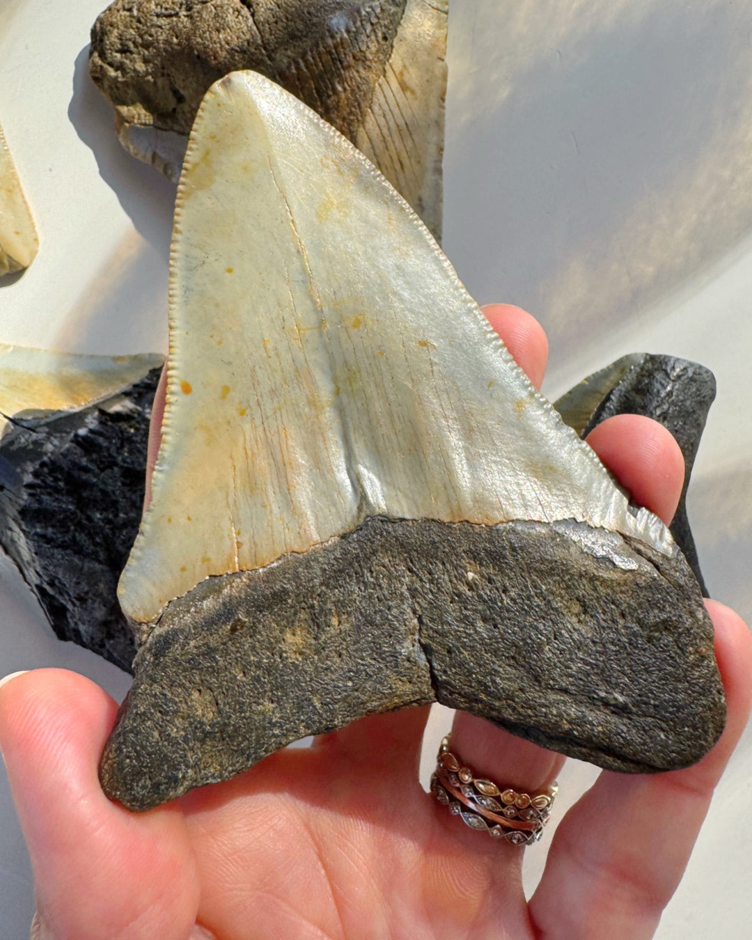 Megalodon Tooth - Baltic Mermaid