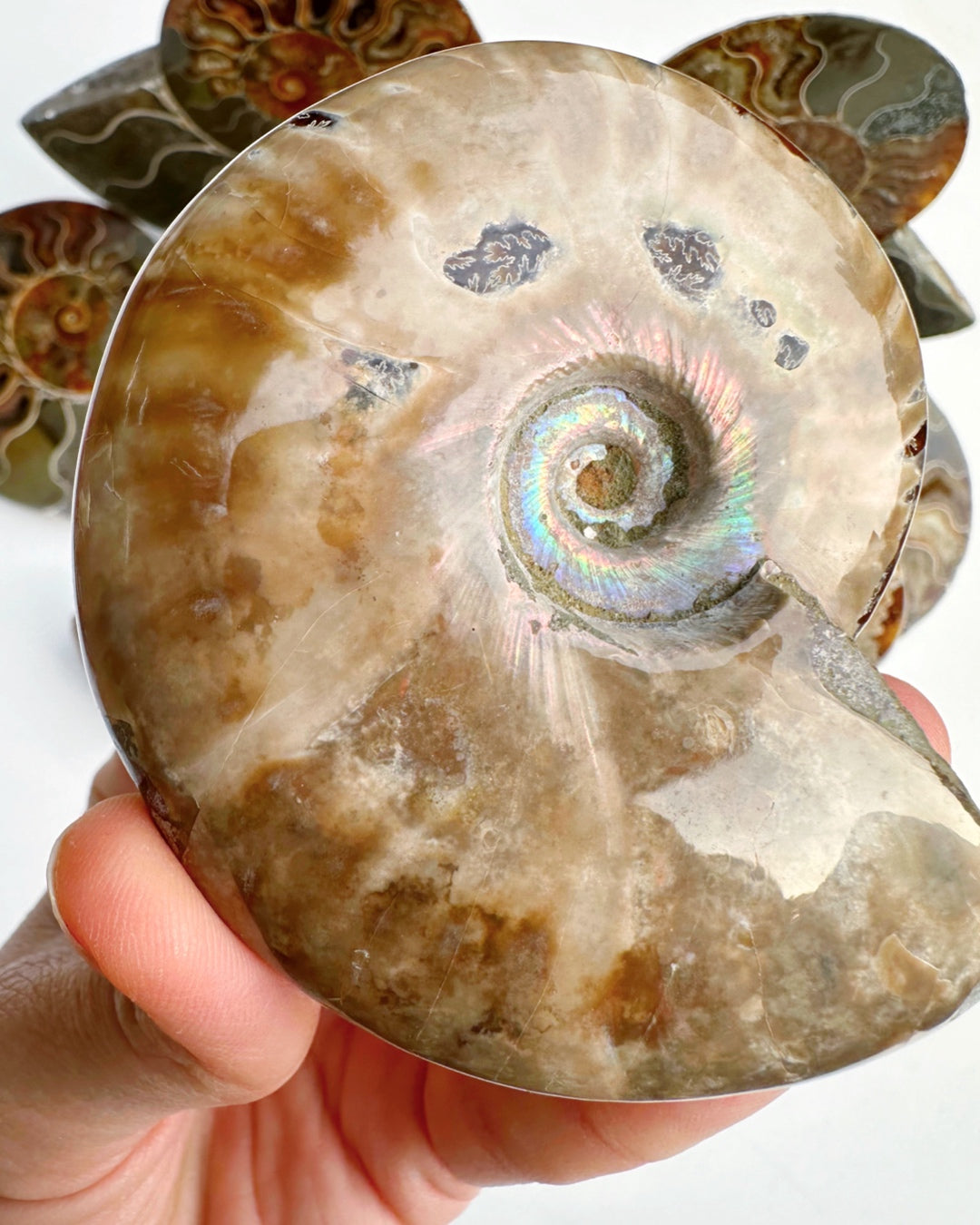 Red Ammonite Fossil - Baltic Mermaid