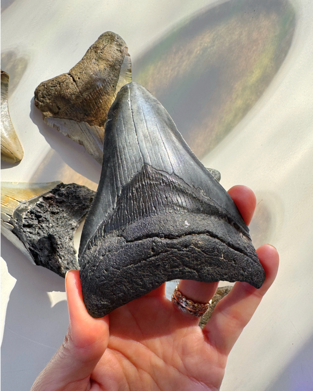 Megalodon Tooth - Baltic Mermaid