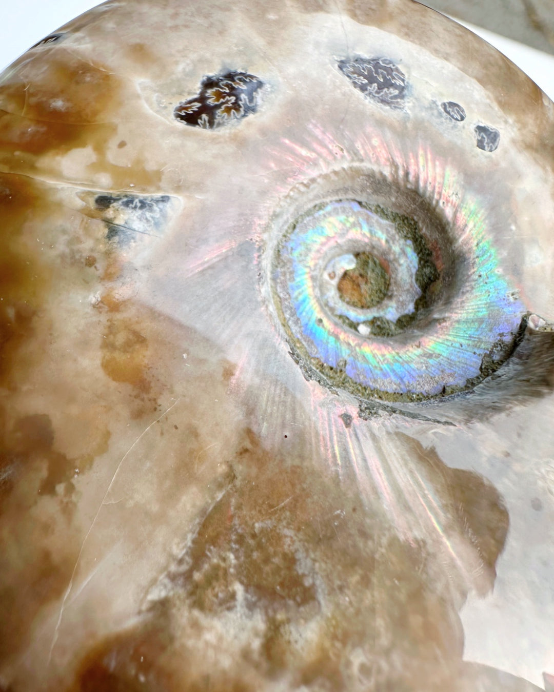 Red Ammonite Fossil