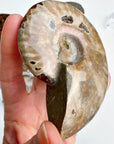 Red Ammonite Fossil