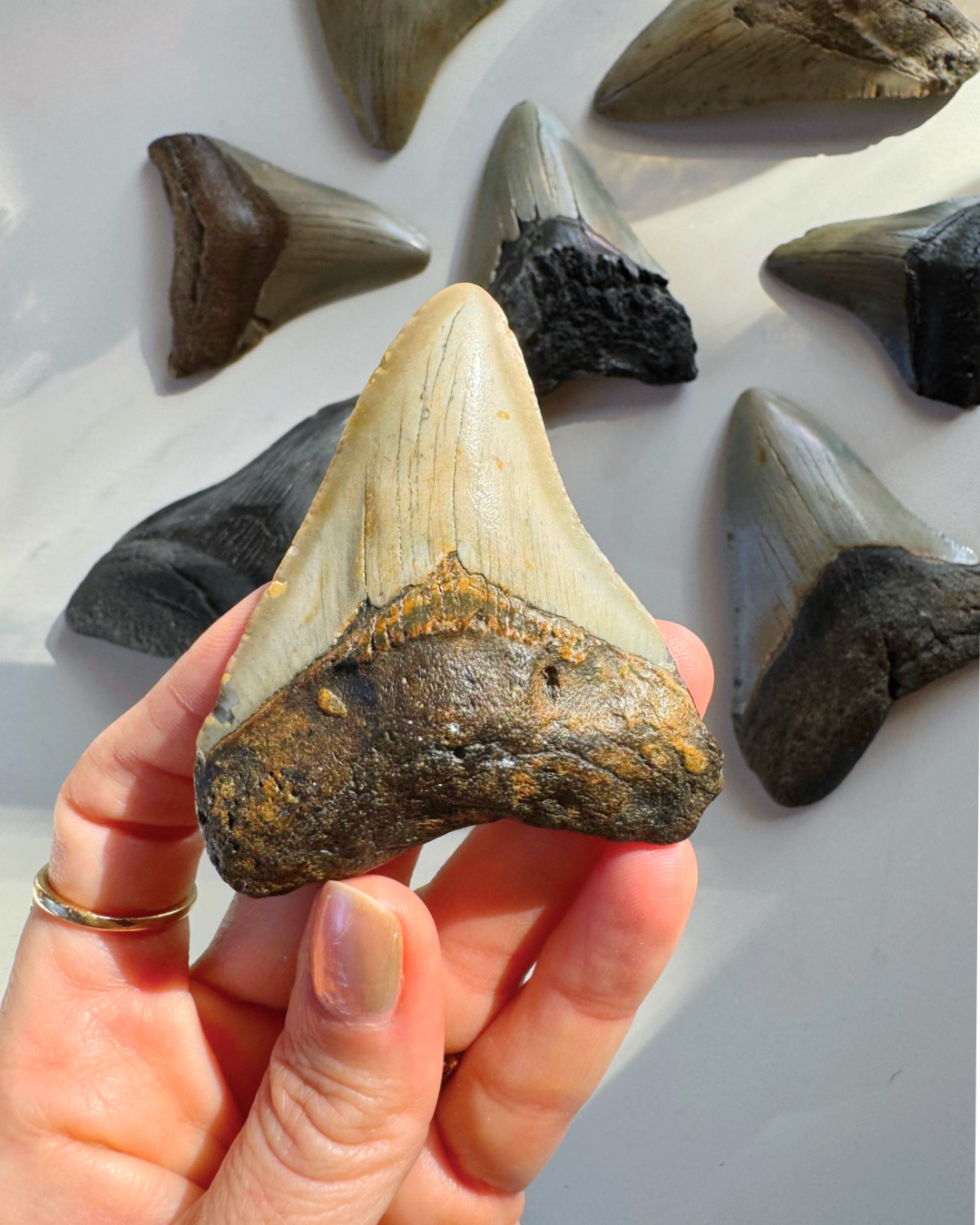 Megalodon Tooth - Baltic Mermaid