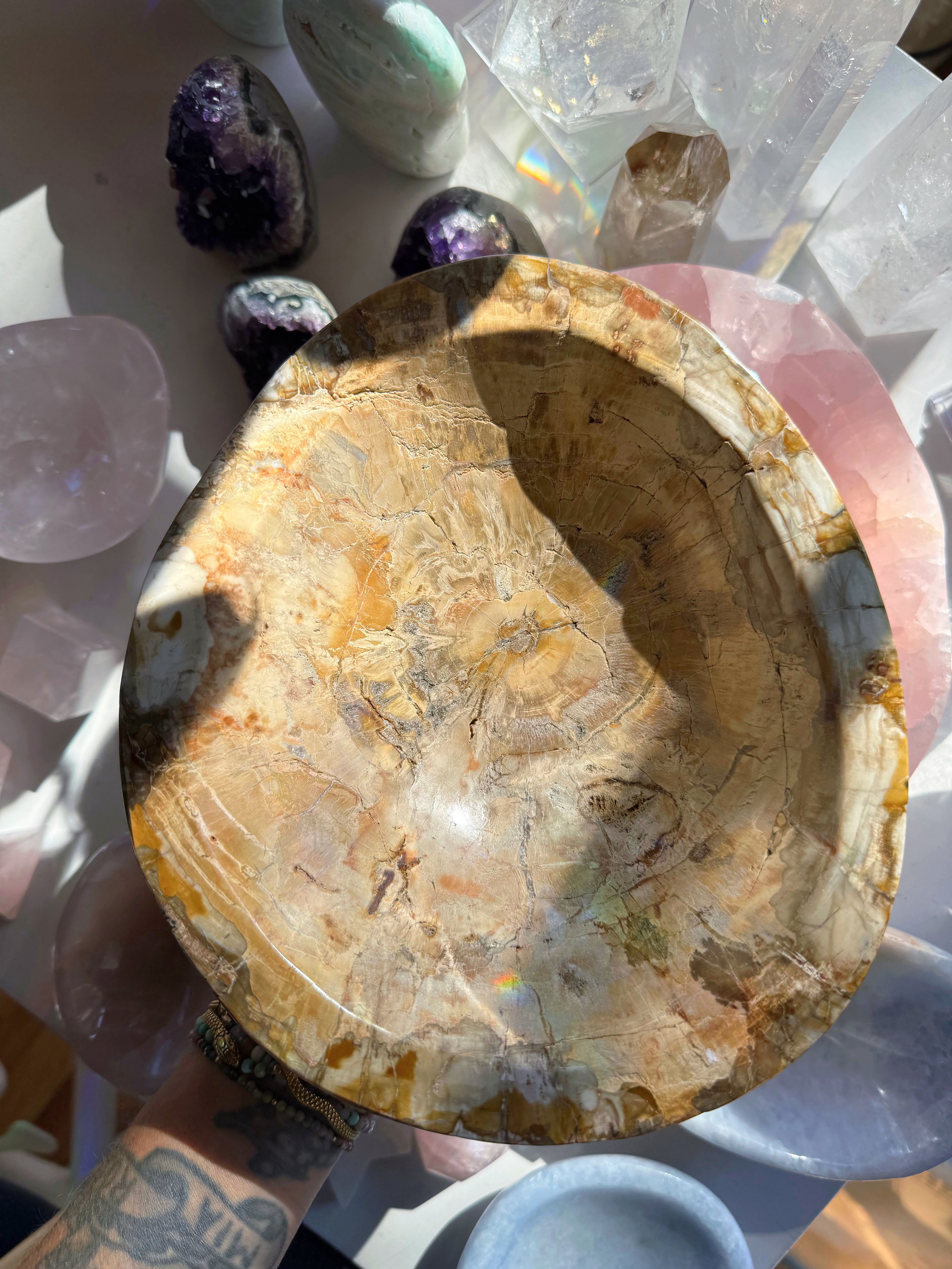 Petrified Wood Bowl Baltic Mermaid