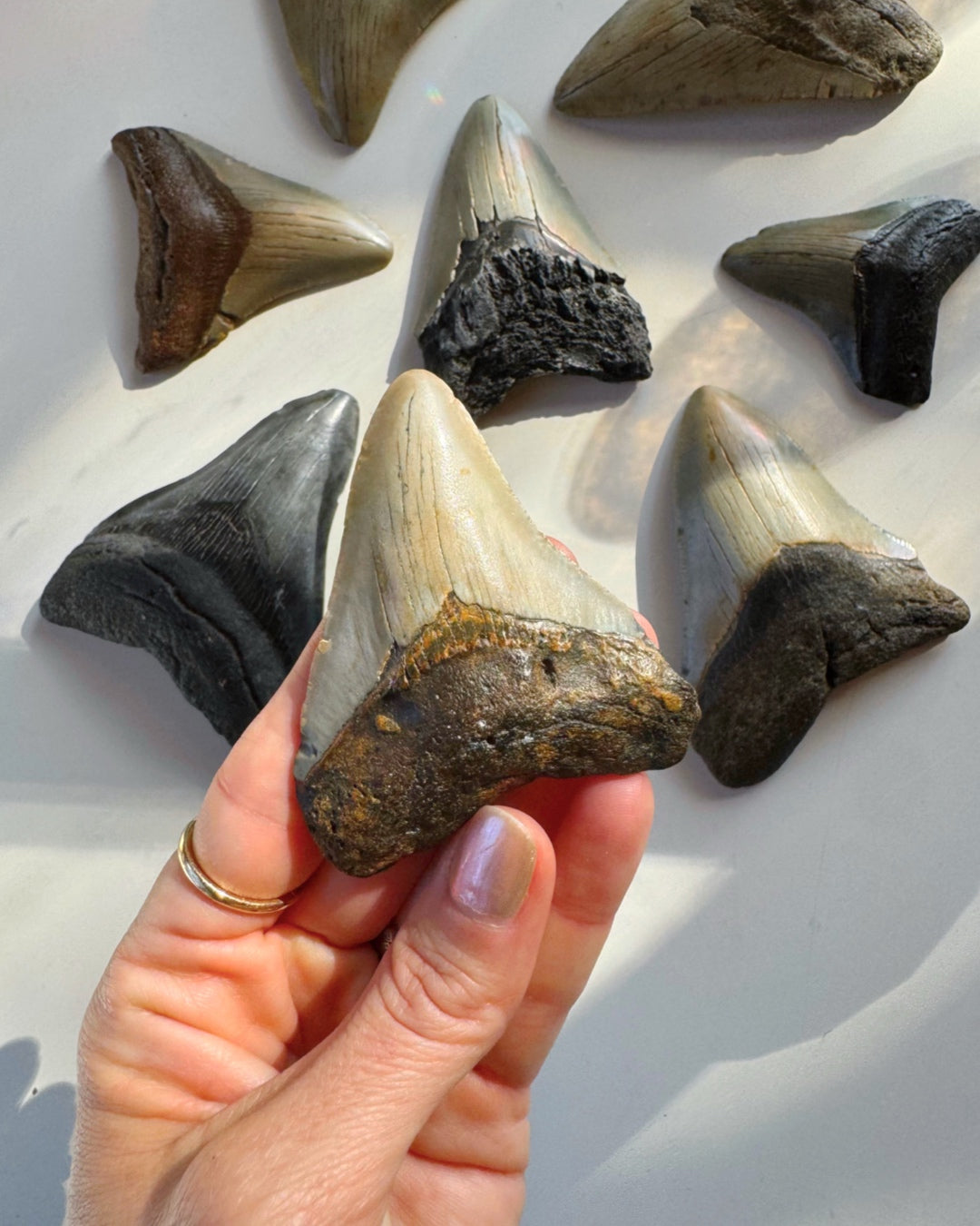 Megalodon Tooth - Baltic Mermaid