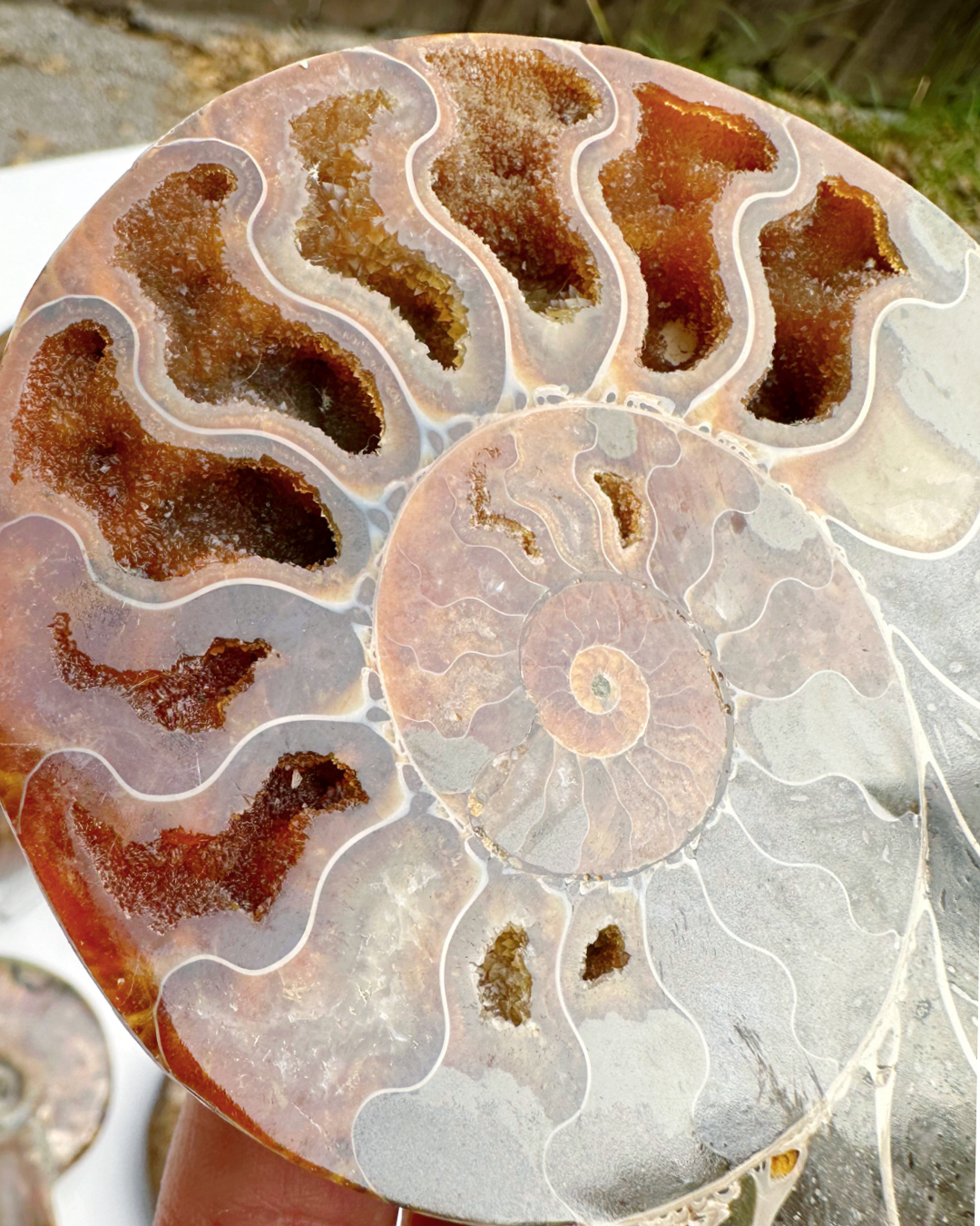 Blue Ammonite Fossil Pair