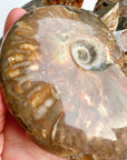 Red Ammonite Fossil