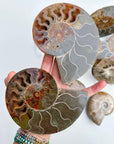 Blue Ammonite Fossil Pair