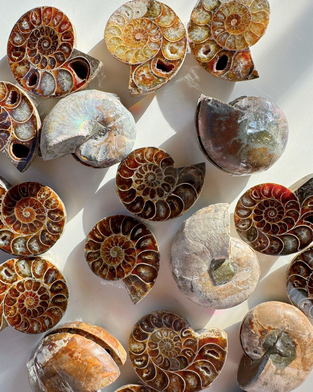 Ammonite Fossil Pairs - Baltic Mermaid