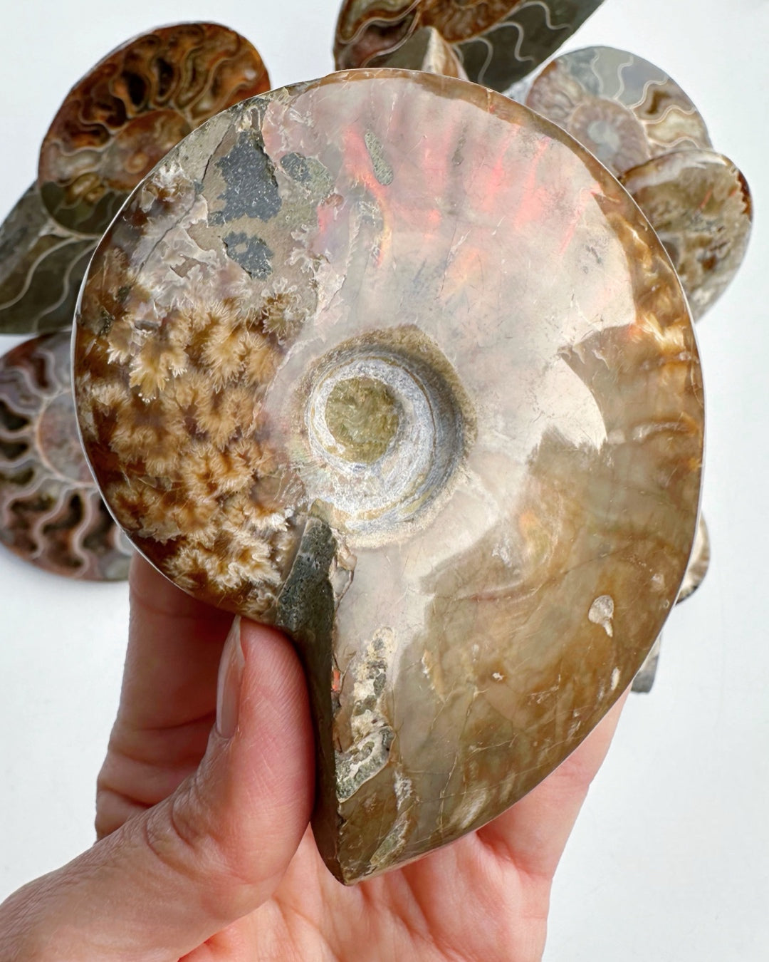 Red Ammonite Fossil