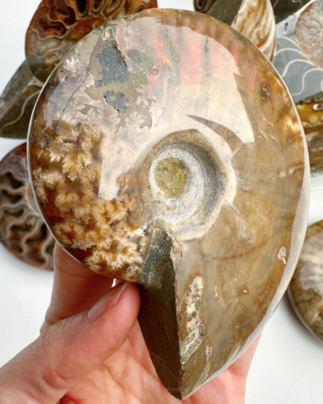 Red Ammonite Fossil - Baltic Mermaid