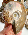 Red Ammonite Fossil