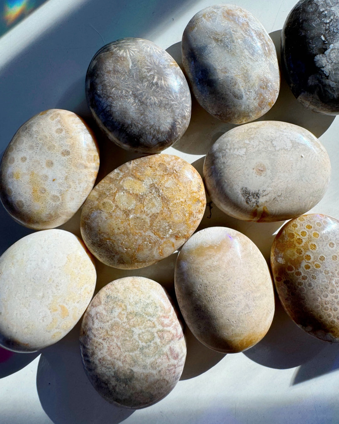Fossil Coral Agate Palm Stones - Baltic Mermaid