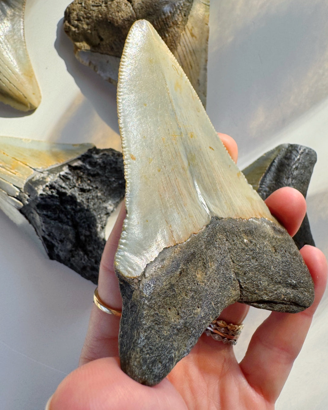 Megalodon Tooth - Baltic Mermaid