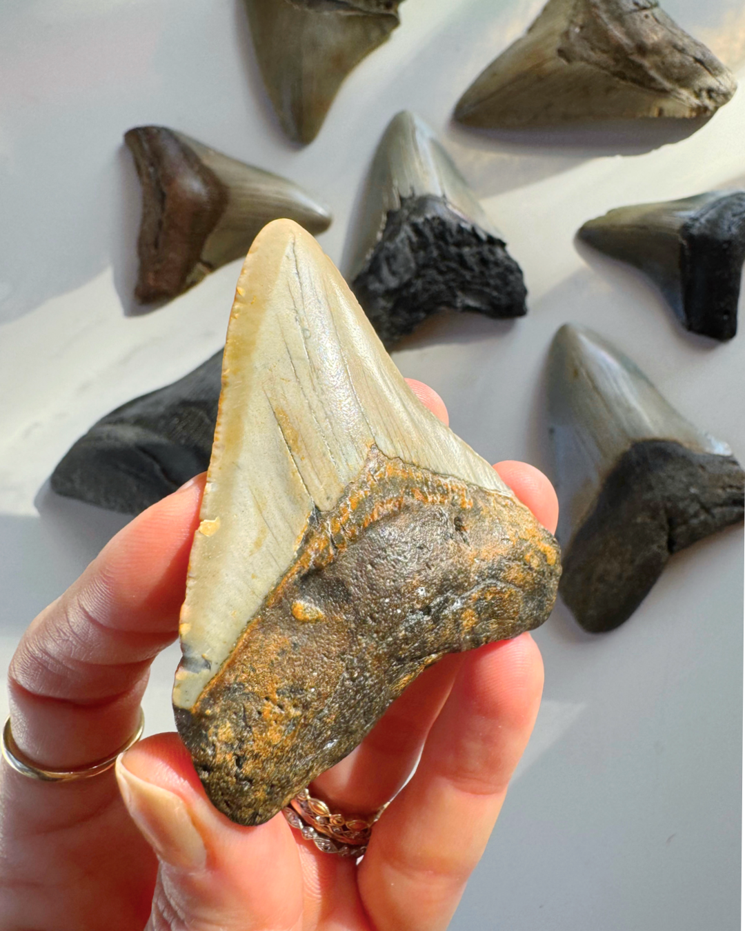 Megalodon Tooth - Baltic Mermaid