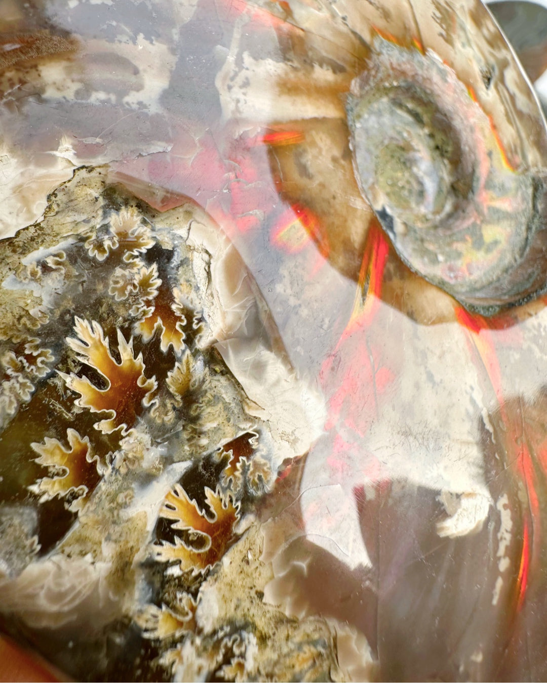 Red Ammonite Fossil - Baltic Mermaid