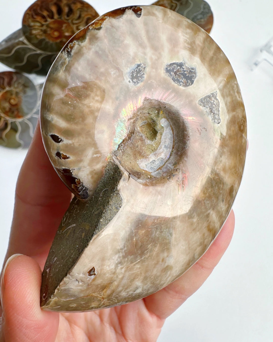 Red Ammonite Fossil - Baltic Mermaid