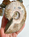 Red Ammonite Fossil