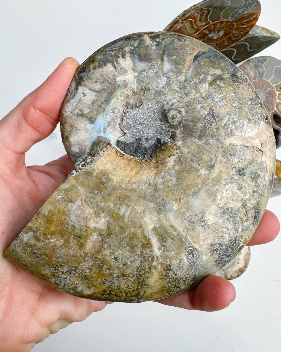 Blue Ammonite Fossil Pair