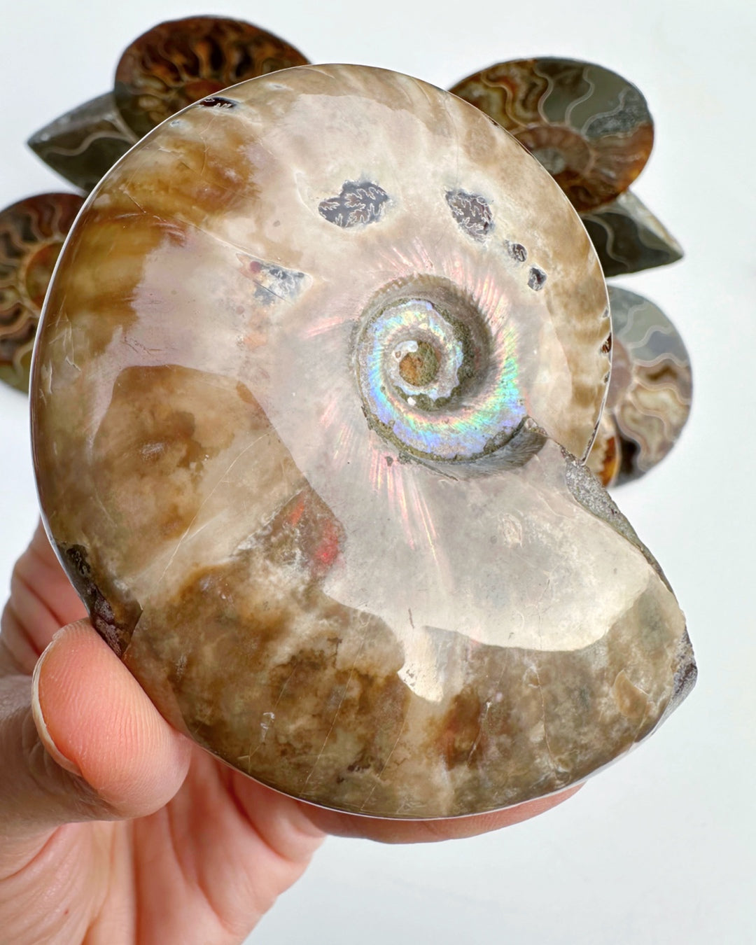 Red Ammonite Fossil - Baltic Mermaid