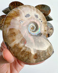 Red Ammonite Fossil