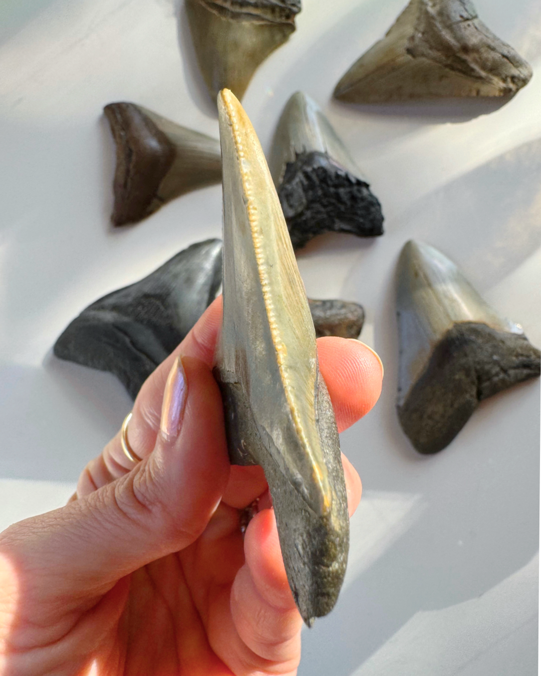 Megalodon Tooth - Baltic Mermaid