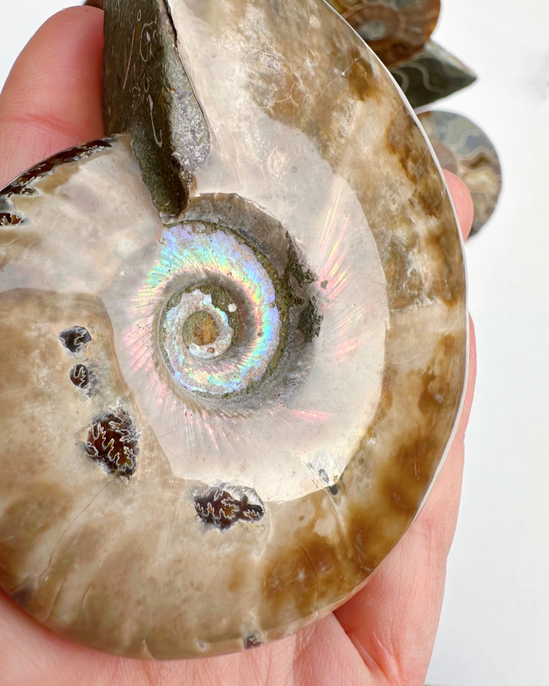 Red Ammonite Fossil - Baltic Mermaid