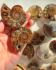 Ammonite Fossil Pairs