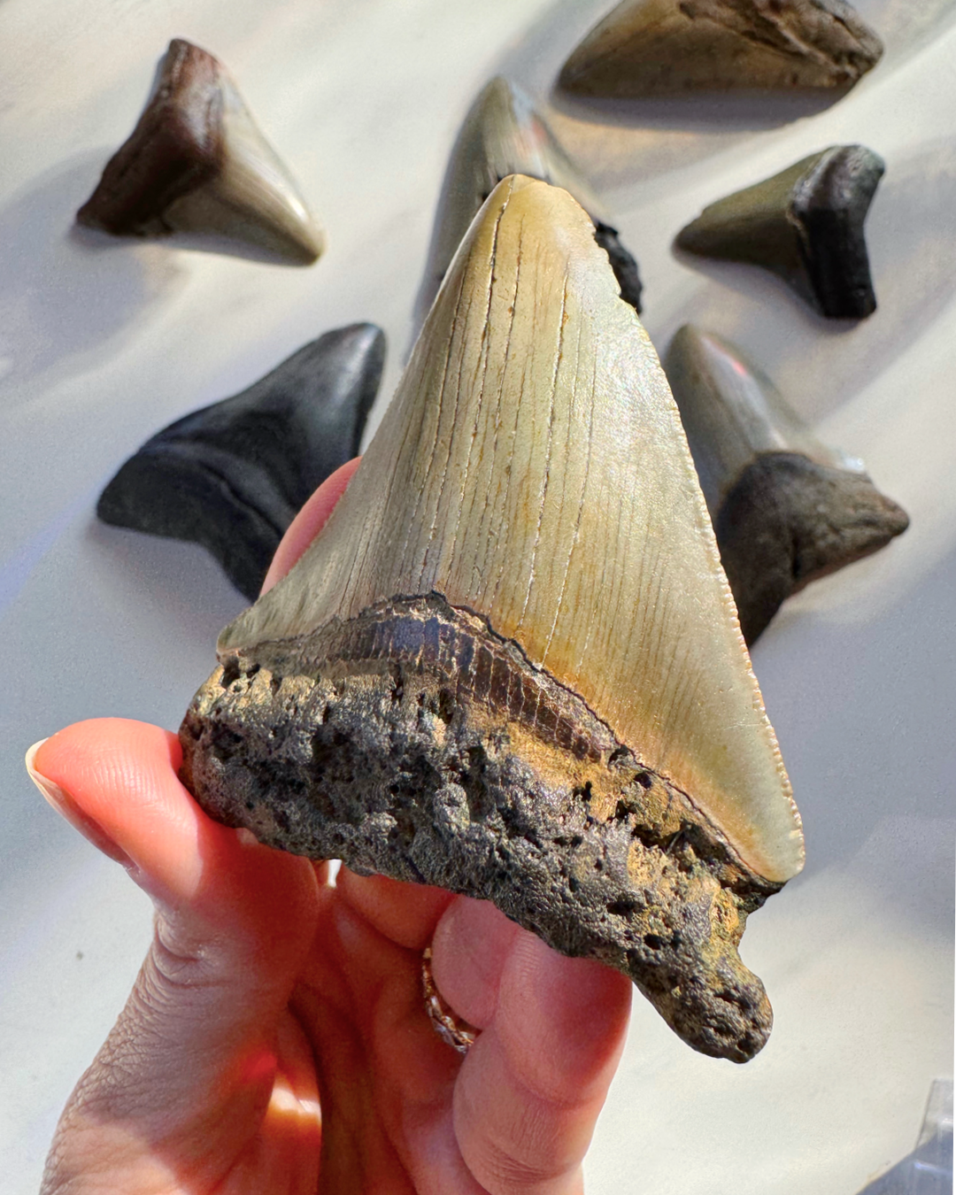 Megalodon Tooth - Baltic Mermaid