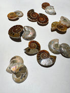 Mini Ammonite Fossil Pairs Baltic Mermaid