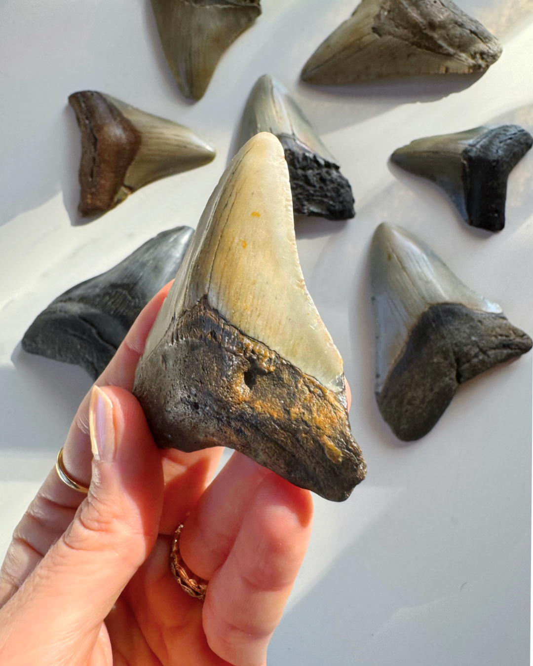 Megalodon Tooth - Baltic Mermaid