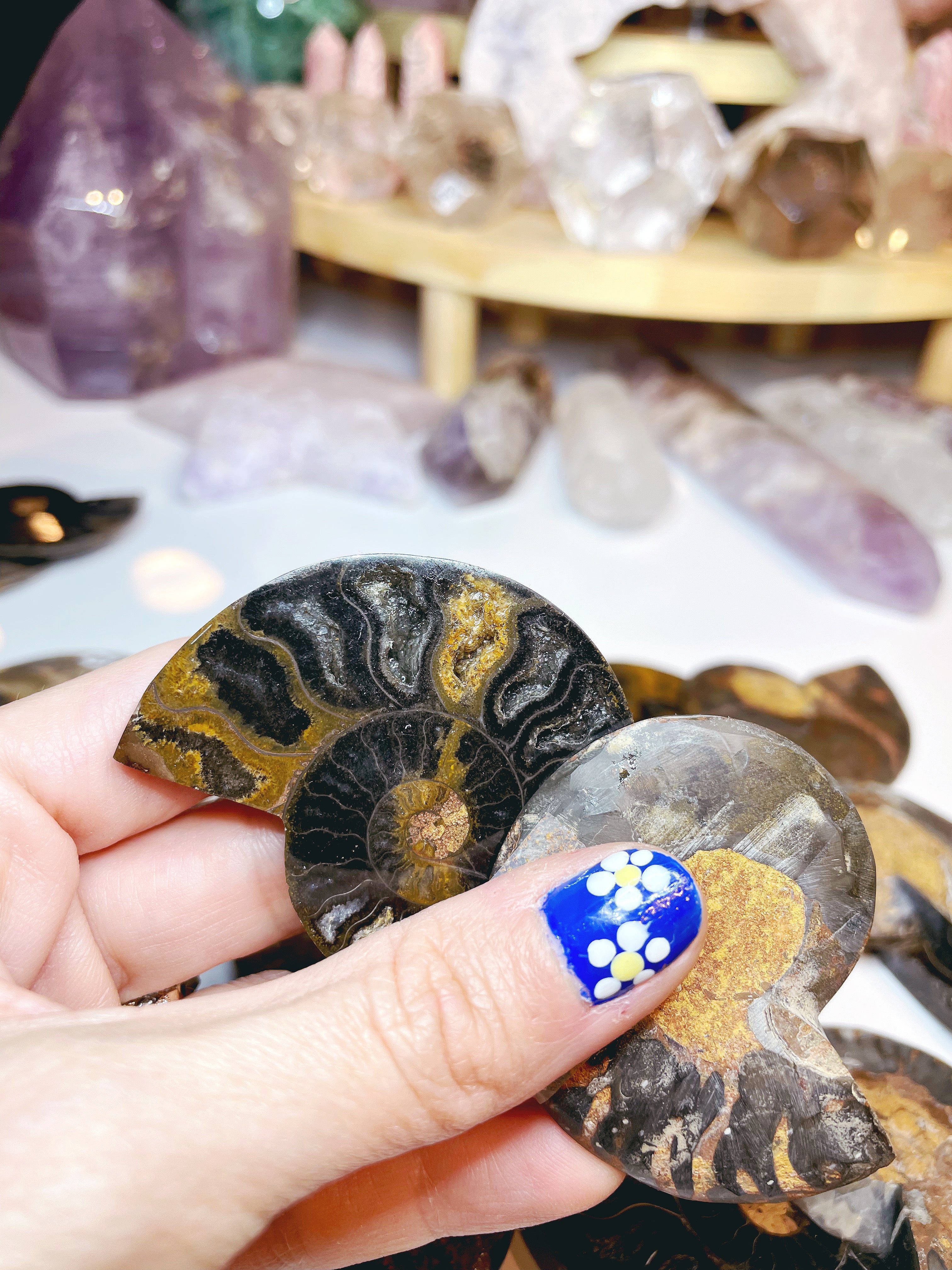 Black Ammonite Fossil Pairs - Baltic Mermaid