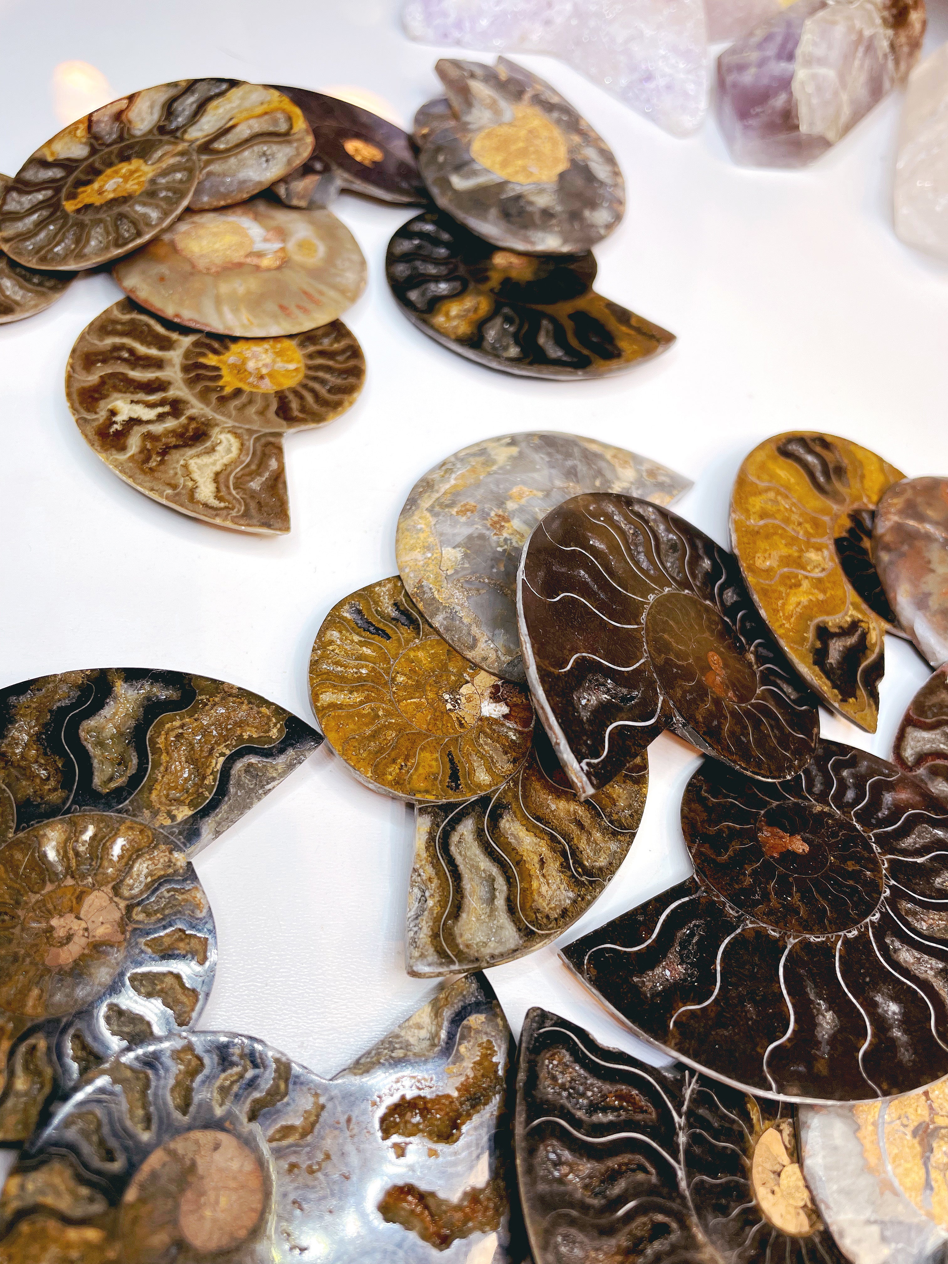 Black Ammonite Fossil Pairs - Baltic Mermaid