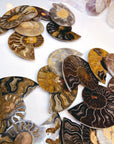 Black Ammonite Fossil Pairs