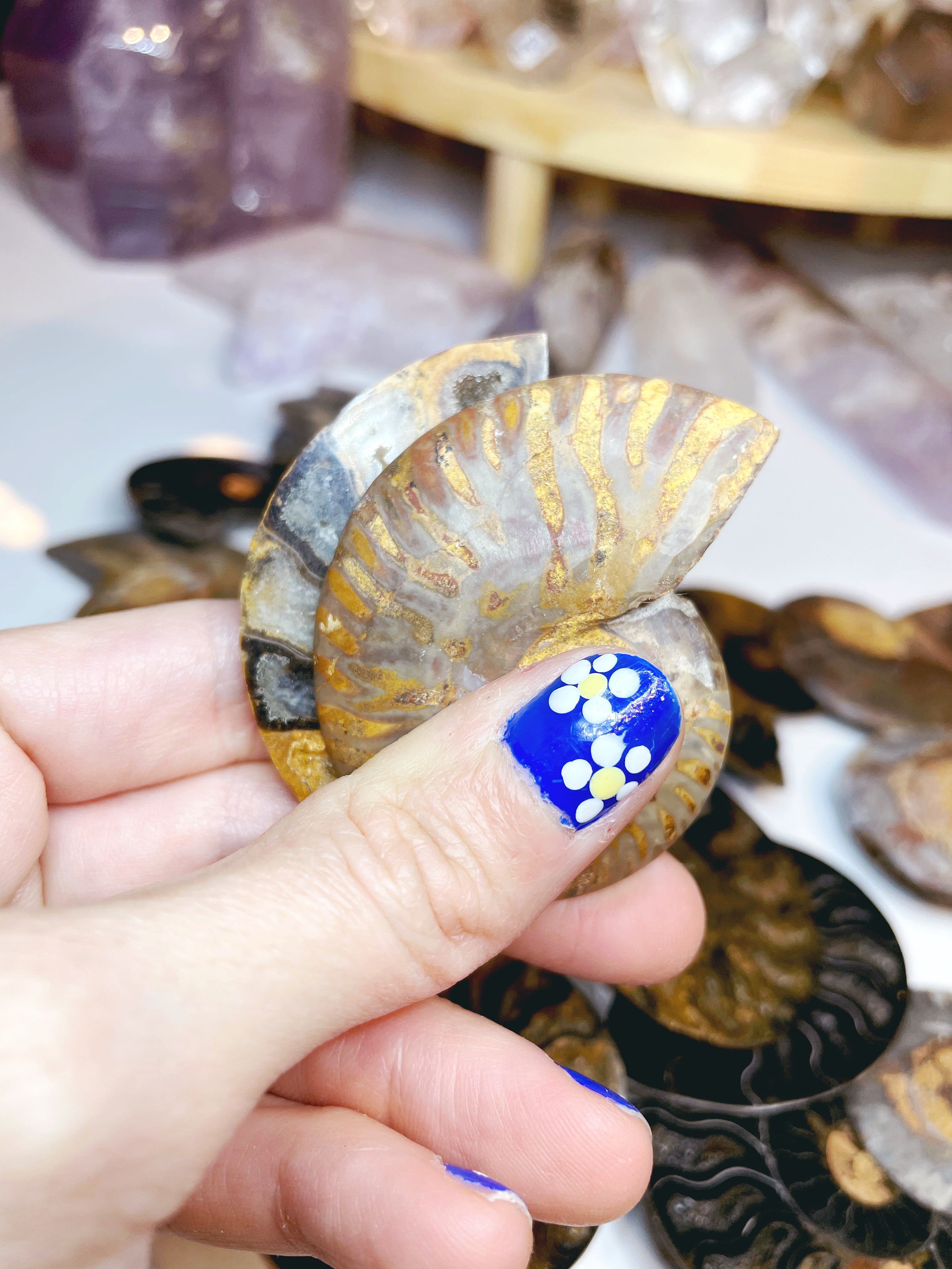 Black Ammonite Fossil Pairs - Baltic Mermaid